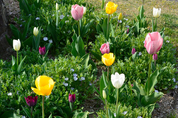 カラフルなチューリップ