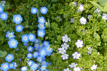 青いネモフィラと白と紫のネモフィラ・マクラタ