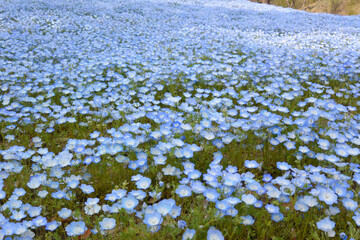 一面のネモフィラ