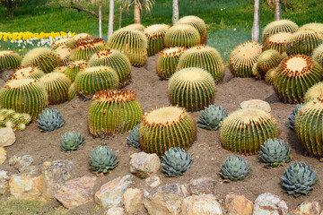 サボテンの王様キンシャチサボテン