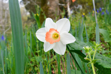 キレイなクチベニズイセン