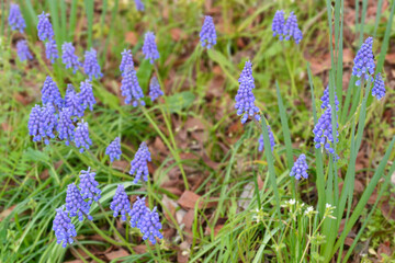 かわいい紫色のブドウムスカリ