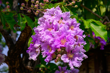 Fototapeta premium Lagerstroemia speciosa flower in full bloom on a branch against lush green foliage.
