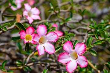 Close up Adenium obesum flowers or Desert rose in full bloom bright and freshness.