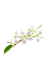 Obraz premium Blooming jasmine branch isolated on white.
