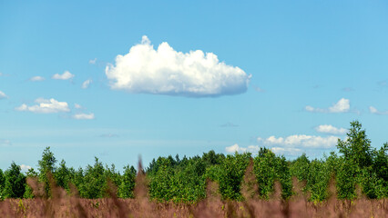 Obraz premium Summer landscape with blue sky in soft white clouds over green field of grass. Beautiful natural countryside. Nature rural scene with copy space for design