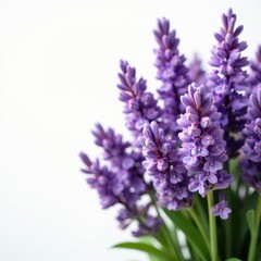 Obraz premium Crisp white backdrop showcasing a lush bunch of lavender blossoms , vibrant, isolated