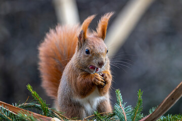 ein Eichhörnchen beim Futter suchen