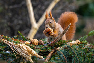 ein Eichhörnchen beim Futter suchen