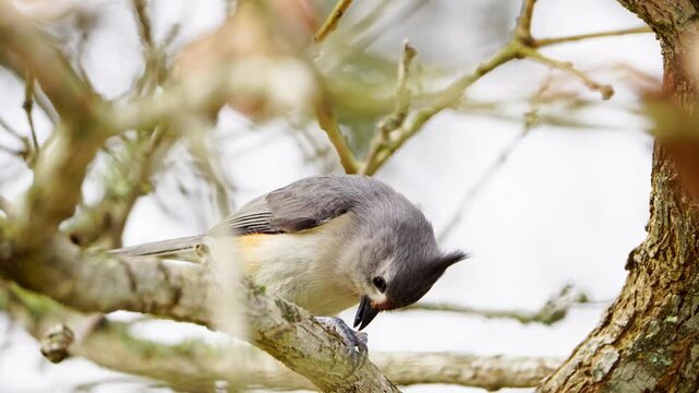 Macro Side View: Tufted x Black-crested Titmouse Feeding