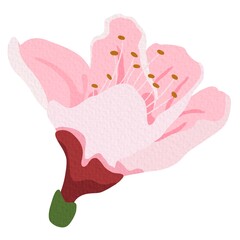 Peach flower flat vector. Spring blossom on white background.