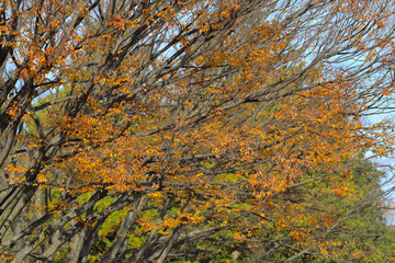 Vibrant Red and Orange Autumn Leaves in a Sunlit Forest Scene