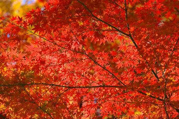 Autumn Colored Foliage With Sunlight Shining Through Tree Branches