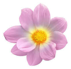 Dahlia flower  on  isolated background with clipping path. Closeup.  Transparent background. 