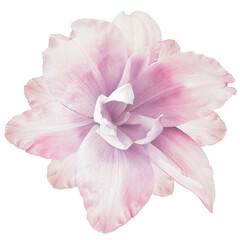Lily  flower  on  isolated background with clipping path.  Closeup. For design. View from above.  Transparent background. 