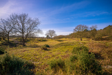 Obraz premium Waldlandschaft