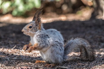 Squirrel in autumn or spring with nut on the green grass with fallen yellow leaves