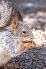 Squirrel in autumn or spring with nut on the green grass with fallen yellow leaves