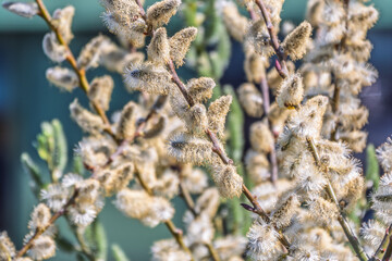 Nature awakes in spring. Blooming willow twigs and furry willow-catkins, so called seals or cats. Holly willow, Salix caprea