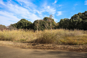 Countryside Path Amidst Grassy Open Field Dec 4 2024