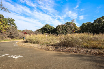 Countryside Path Amidst Grassy Open Field Dec 4 2024