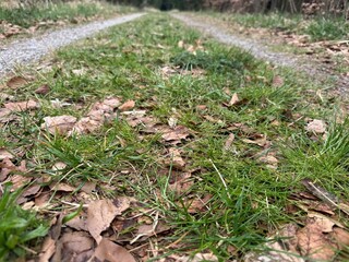 grass in the snow