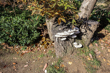 White Mushrooms Growing on Tree Stump Surrounded Dec 4 2024
