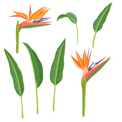 Strelitzia, crane flowers, bird of paradise, vector drawing wild plants at white background, floral elements, hand drawn botanical illustration
