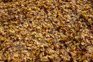 Autumn Leaves Covering the Ground in a Beautiful Natural Dec 4 2024