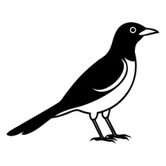 Myna Bird Silhouette Vector Clean Black Line Art for Designers