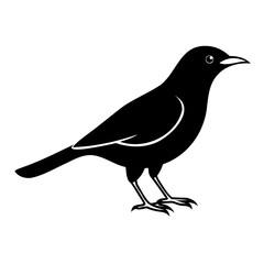 Minimalist Myna Bird Vector Illustration Silhouette Line Art on Transparent Background