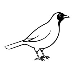 High-Quality Myna Bird Line Art Black Vector Isolated on Transparent Background