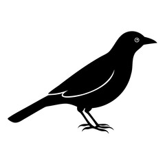 Elegant Myna Bird Silhouette Vector: Line Art Design on Transparent Background