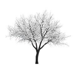 Obraz premium White Blossoming Tree Isolated on Transparent Background