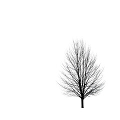 Obraz premium White Tree Silhouette on Black Background