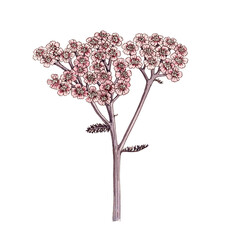 yarrow flowers and leaves, watercolor and ink drawing wild plant at white background, Achillea millefolium, floral element, hand drawn botanical illustration © cat_arch_angel