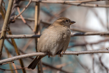 sparrow sitting on a branch close up