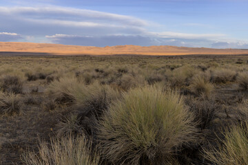Scenic view of wild plants in the Eastern Sierra mountains, California .