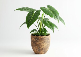 Fototapeta premium A potted alocasia plant with large green leaves against a plain white background in studio shot