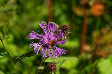Flower of Centaurea jacea or brown knapweed, a weed plant of the Asteraceae family, or compound flowers in the mountains of North Caucasus on a sunny summer day, Dombay, Karachay-Cherkessia, Russia