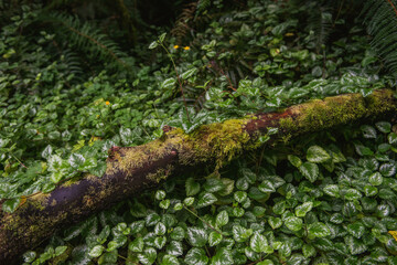 Mossy branch in the foliage