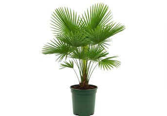 Obraz premium A green mediterranean fan palm plant in a dark green pot on a white background in a studio setting