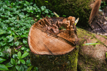 Old textured tree stump in the forest