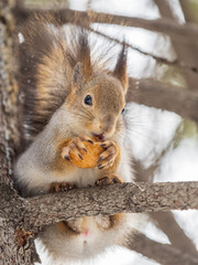 Fototapeta premium The squirrel with nut sits on tree in the winter or late autumn