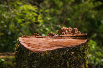 Textured mossy tree stump closeup