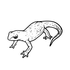 detailed newt vector illustration