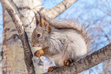 The squirrel with nut sits on tree in the winter or late autumn