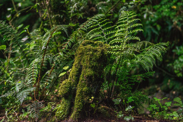 Mossy tree in the foliage