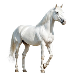 Fototapeta premium Full body portrait of a white horse isolated on transparent background