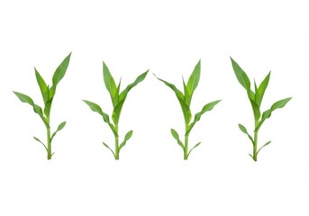 Obraz premium Four corn plants with green leaves isolated on a white background in a studio shot view image